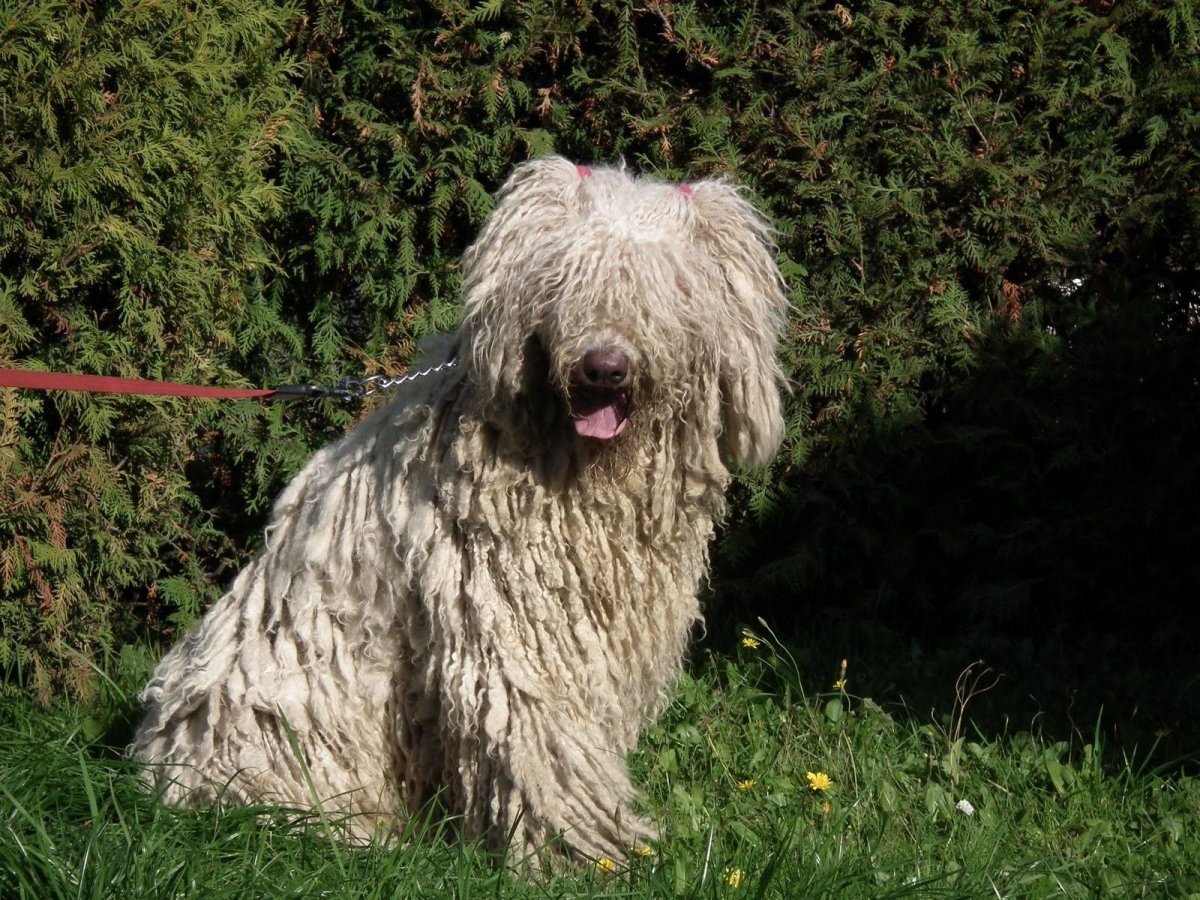 Венгерская овчарка пули