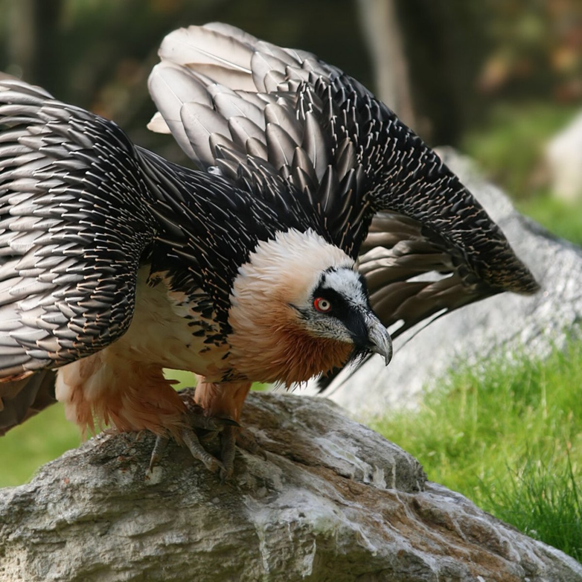 Пигарь птица