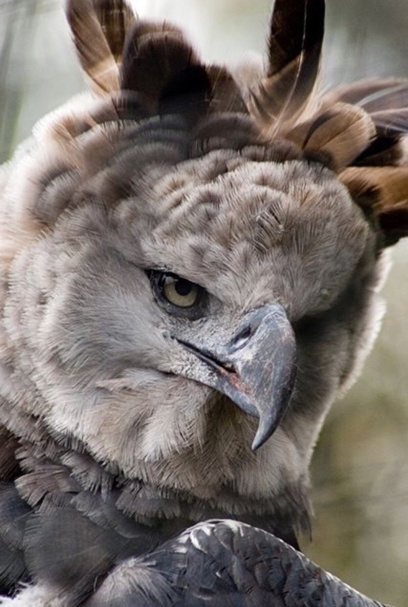 Хищная птица Гарпия