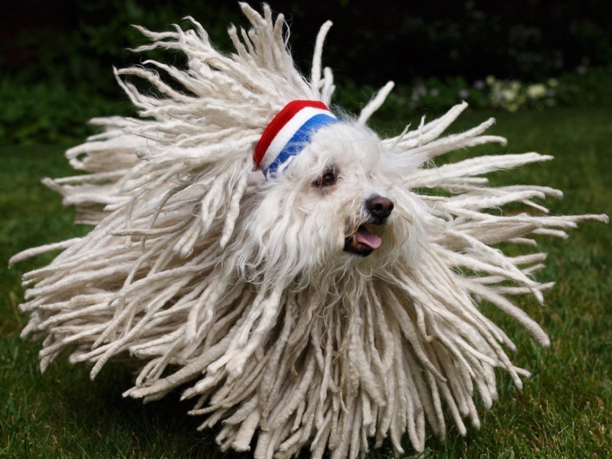 Комондор венгерская овчарка