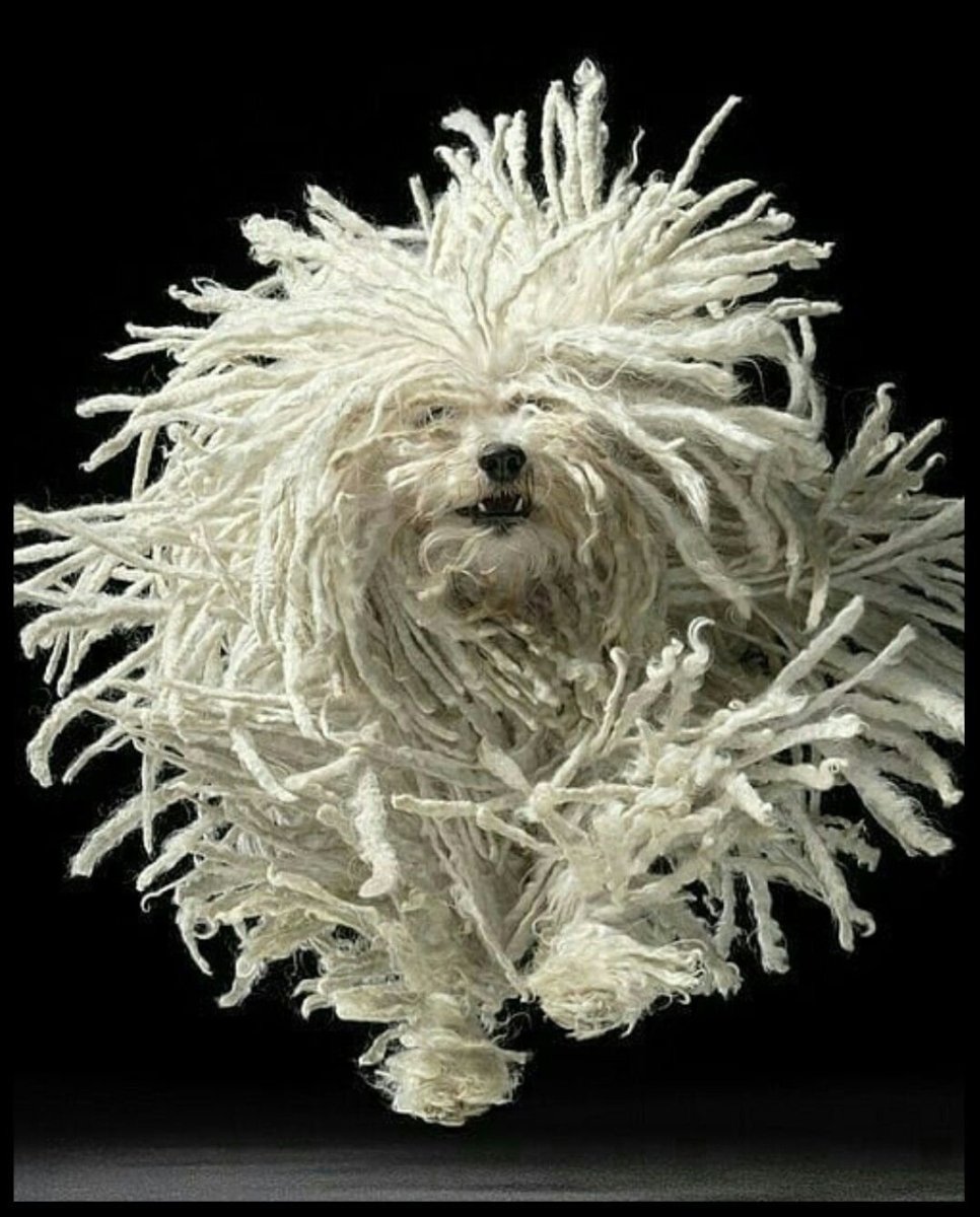 Собака мочалка Комондор