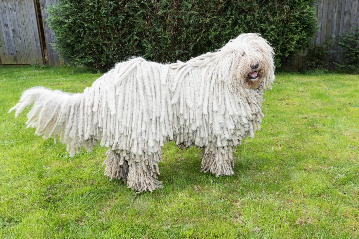 Командор порода собак