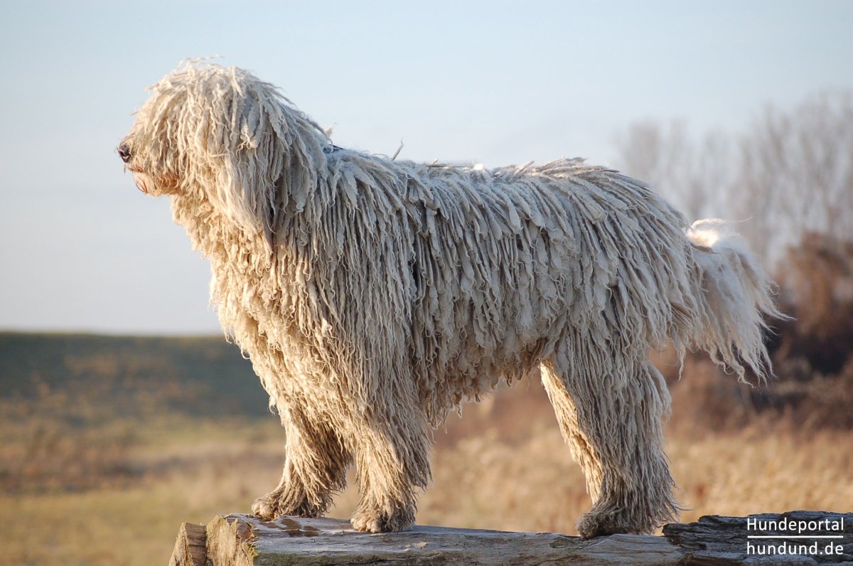 Комондор венгерская овчарка