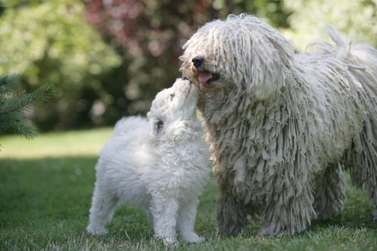Венгерская овчарка Командор