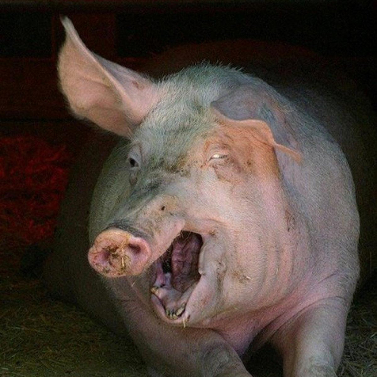 Кабан боров хряк свинья