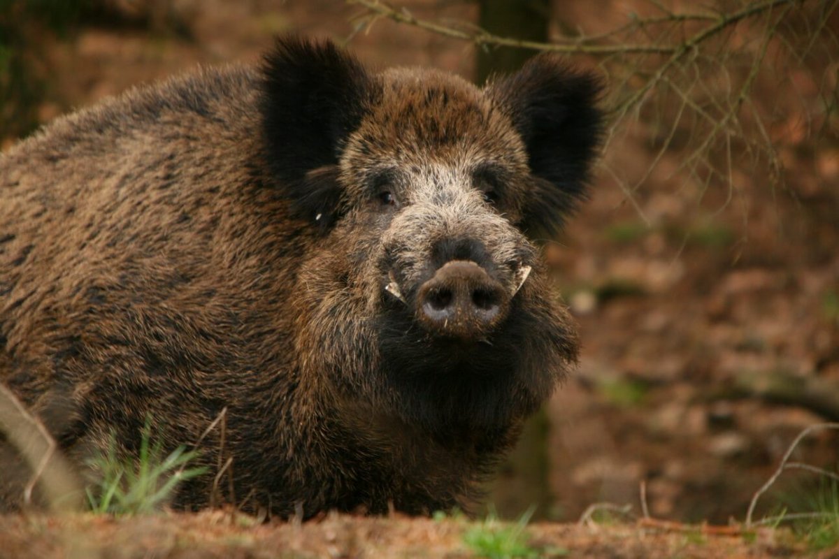 Дикий кабан секач Вепрь