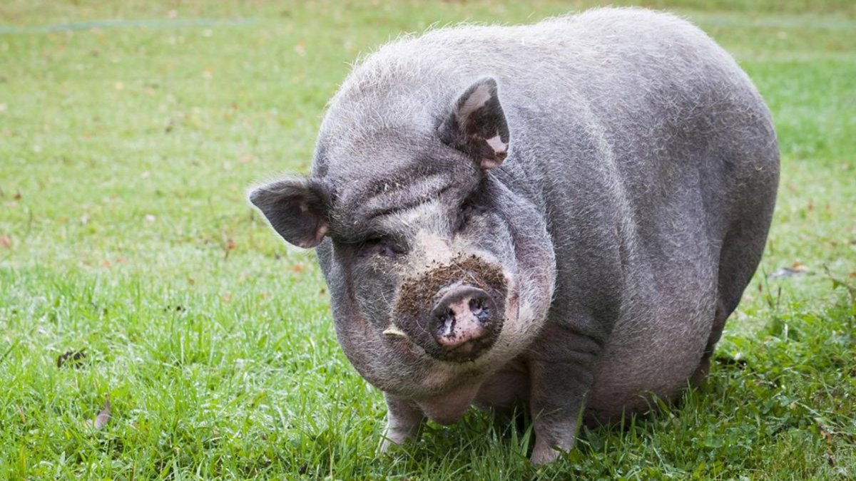 Кабан боров хряк свинья