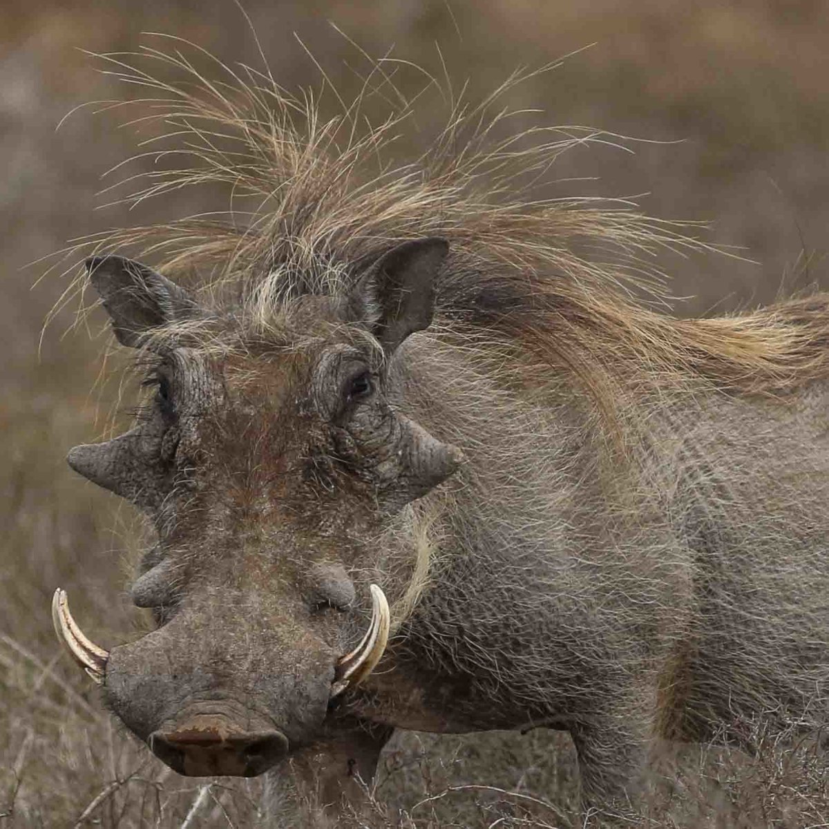 Африканский бородавочник