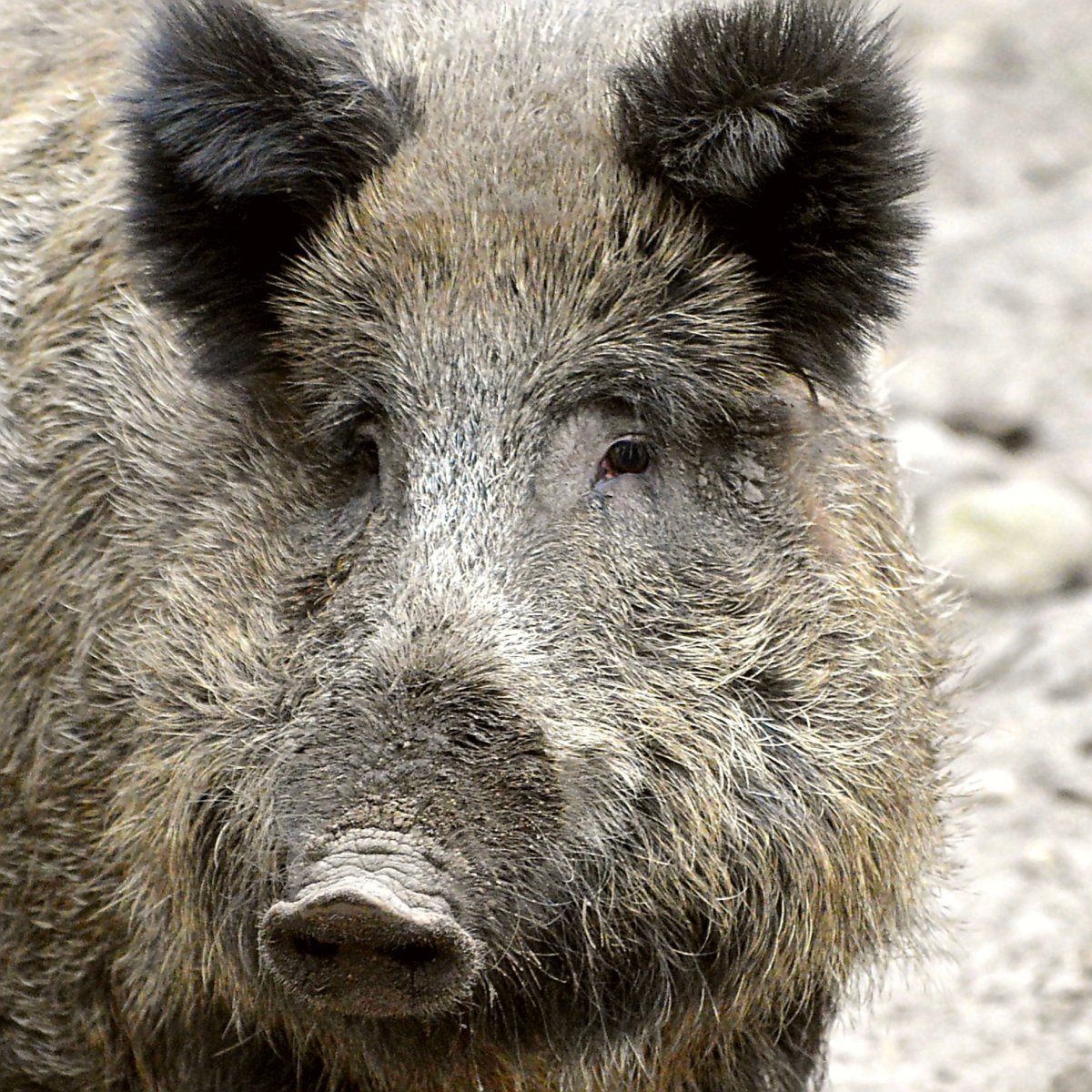 Кабан бородавочник