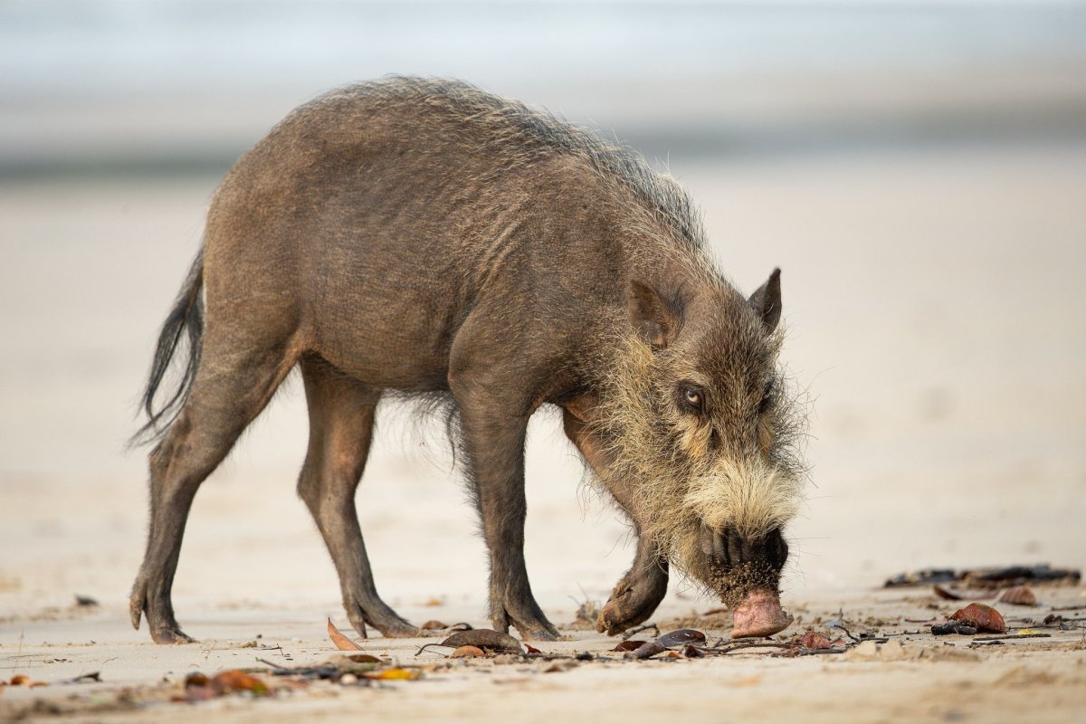 Бородатая свинья Борнео