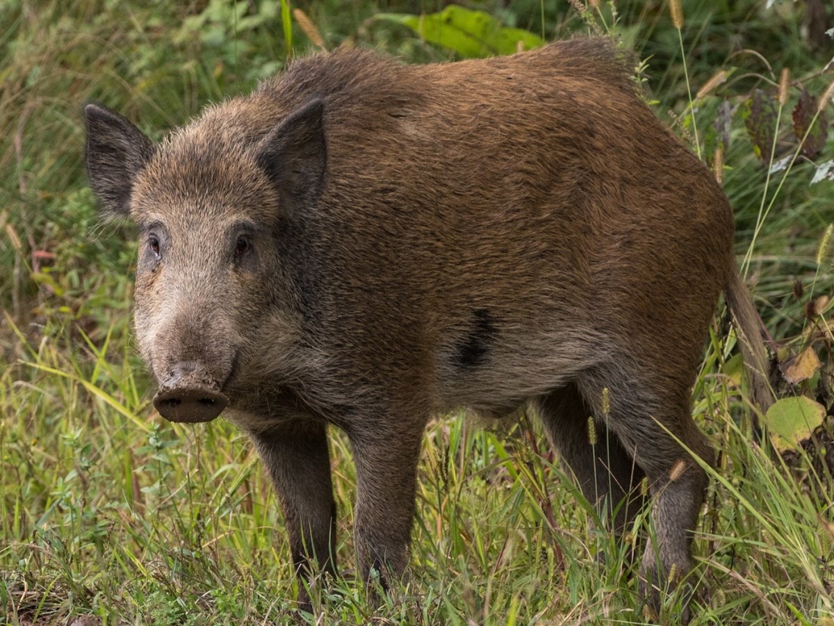 Дикий кабан Курской области