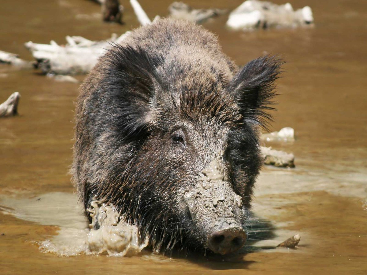 Кабаны в Ростовской области