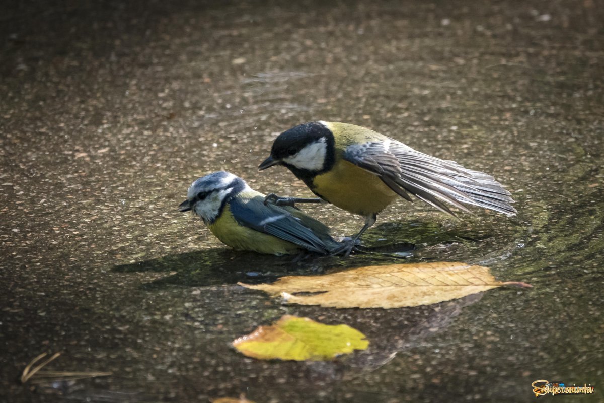 Большая синица