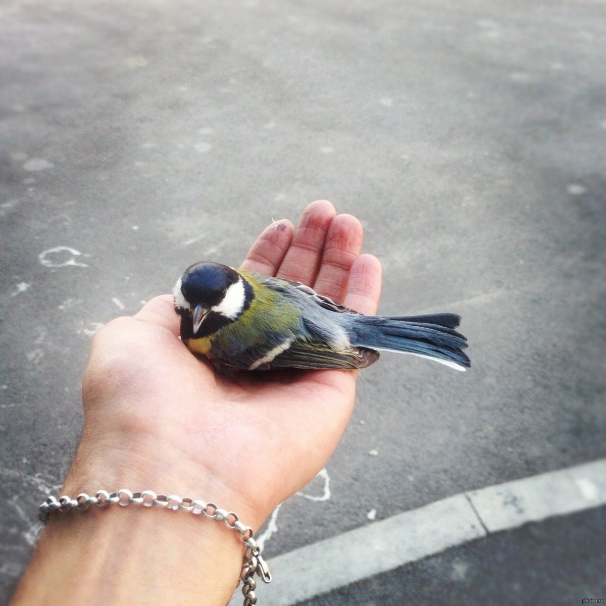 Злая синица