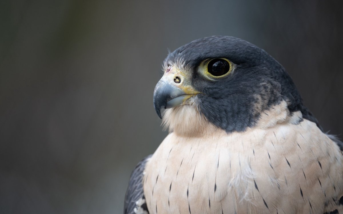 Lytdystt хищники клюв