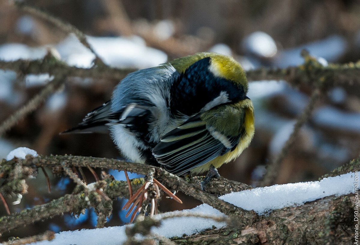 Синица хищная птица