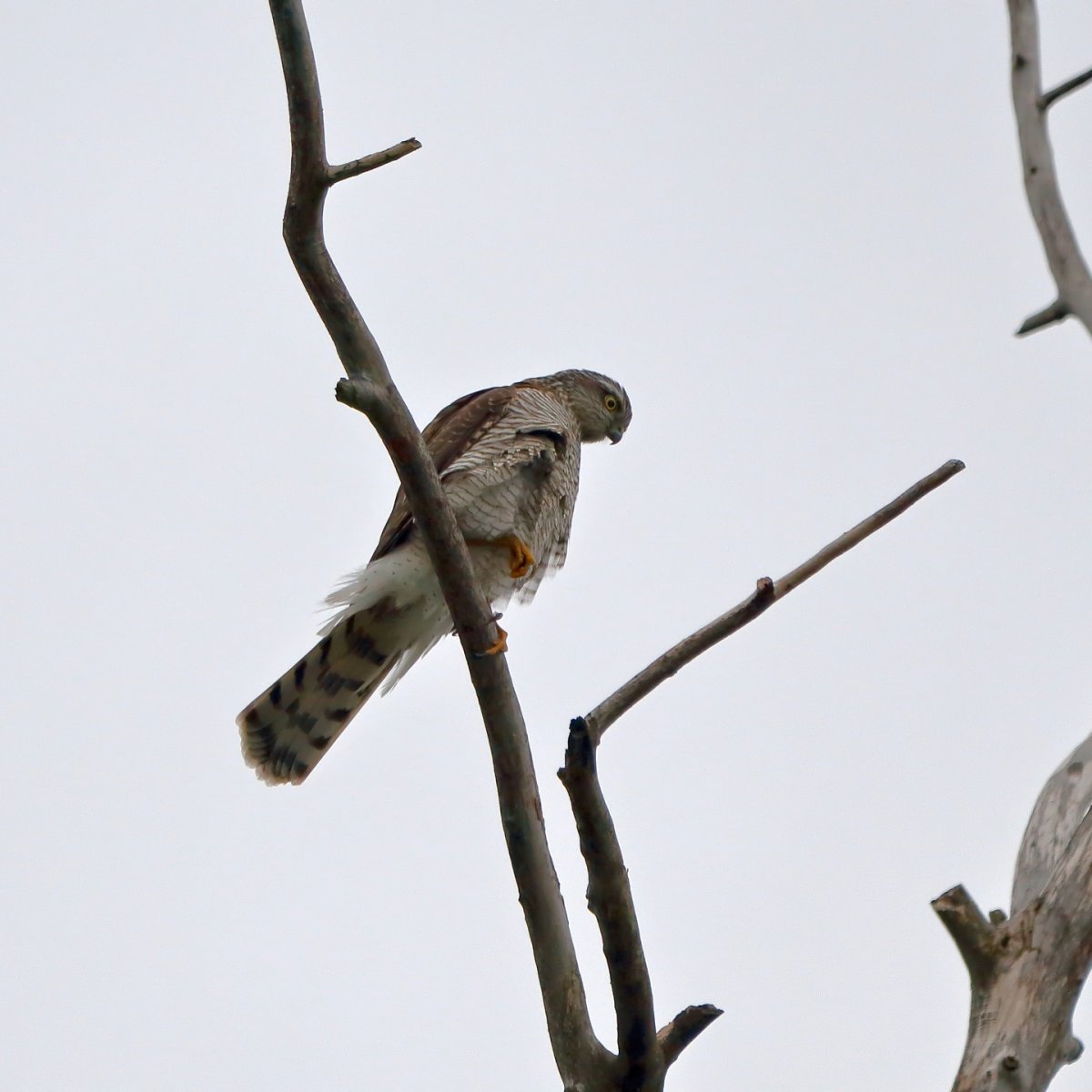 Ястреб-перепелятник