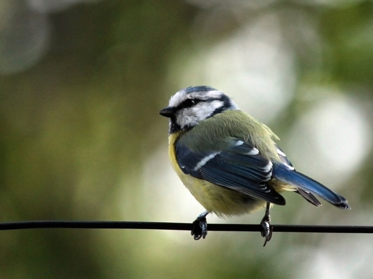 Синица и мышь