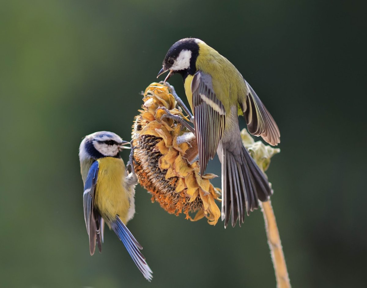 Синицы спариваются