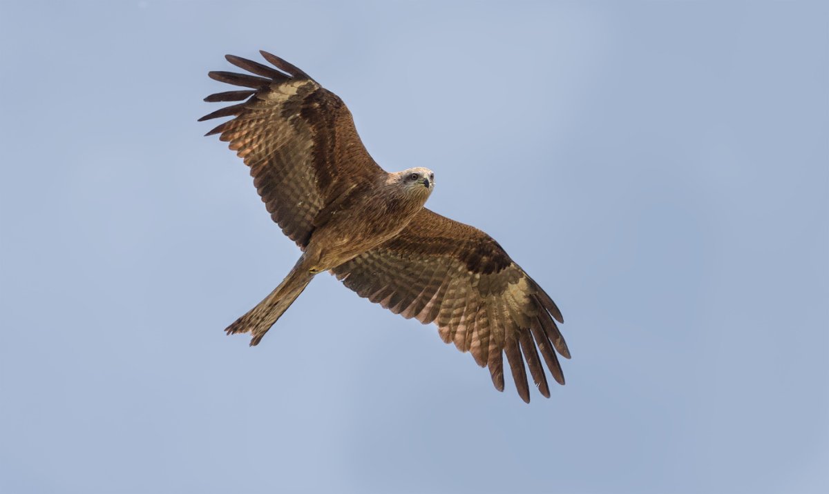 Хищные птицы