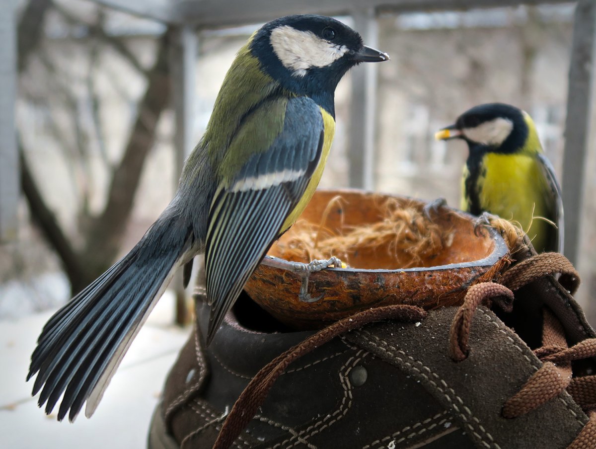 Синица Делишес