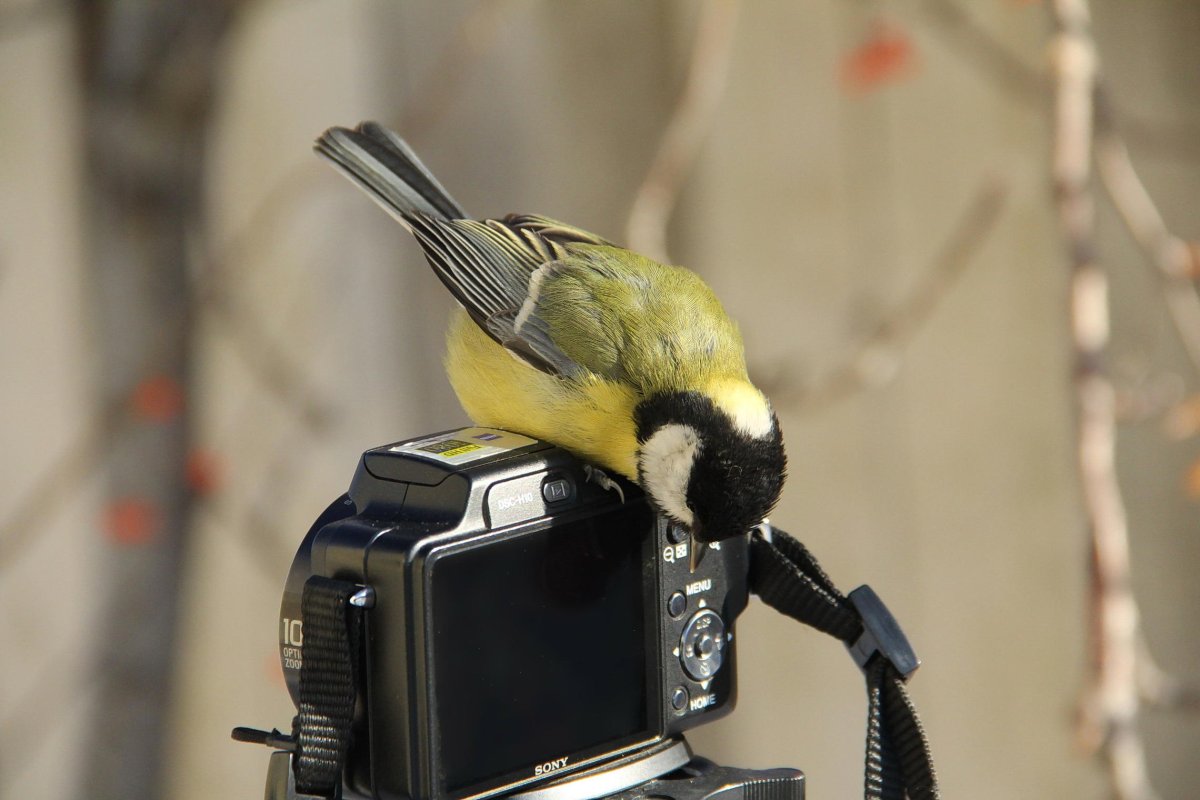 Забавные синицы