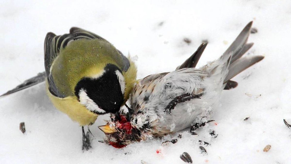 Плотоядные синицы