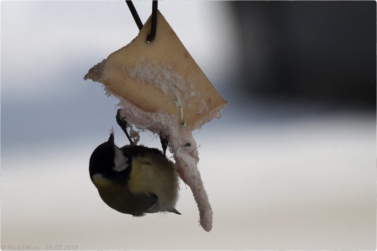 Синица убивает