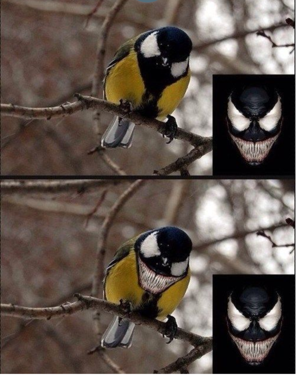 Синица похожа на Венома