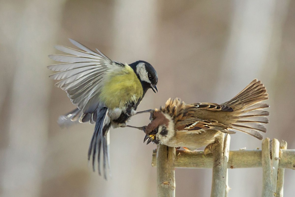 Синичка Перелетная птица