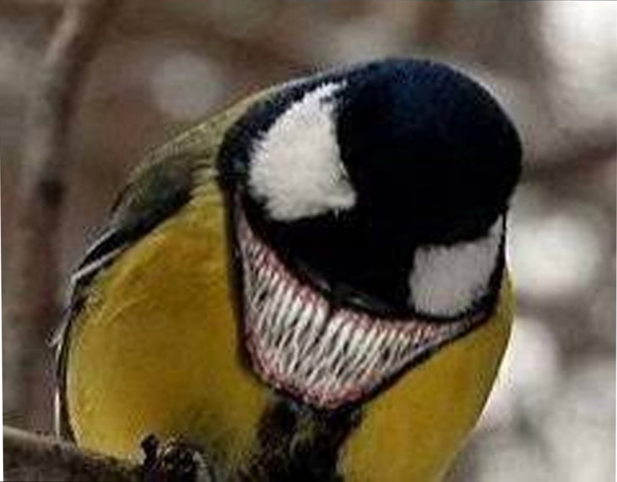 Плотоядные синицы