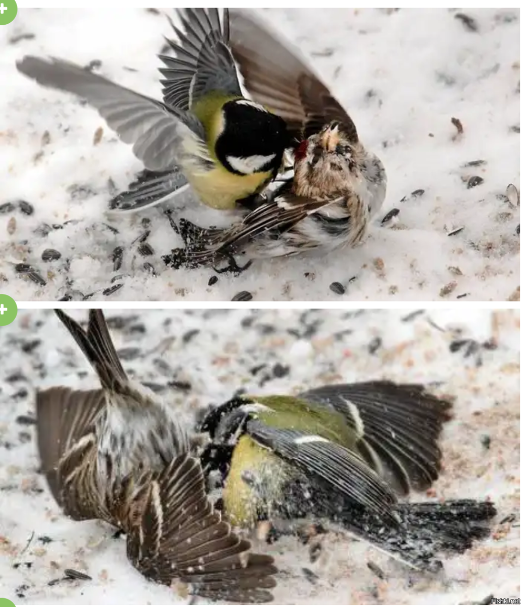 Синица убийца