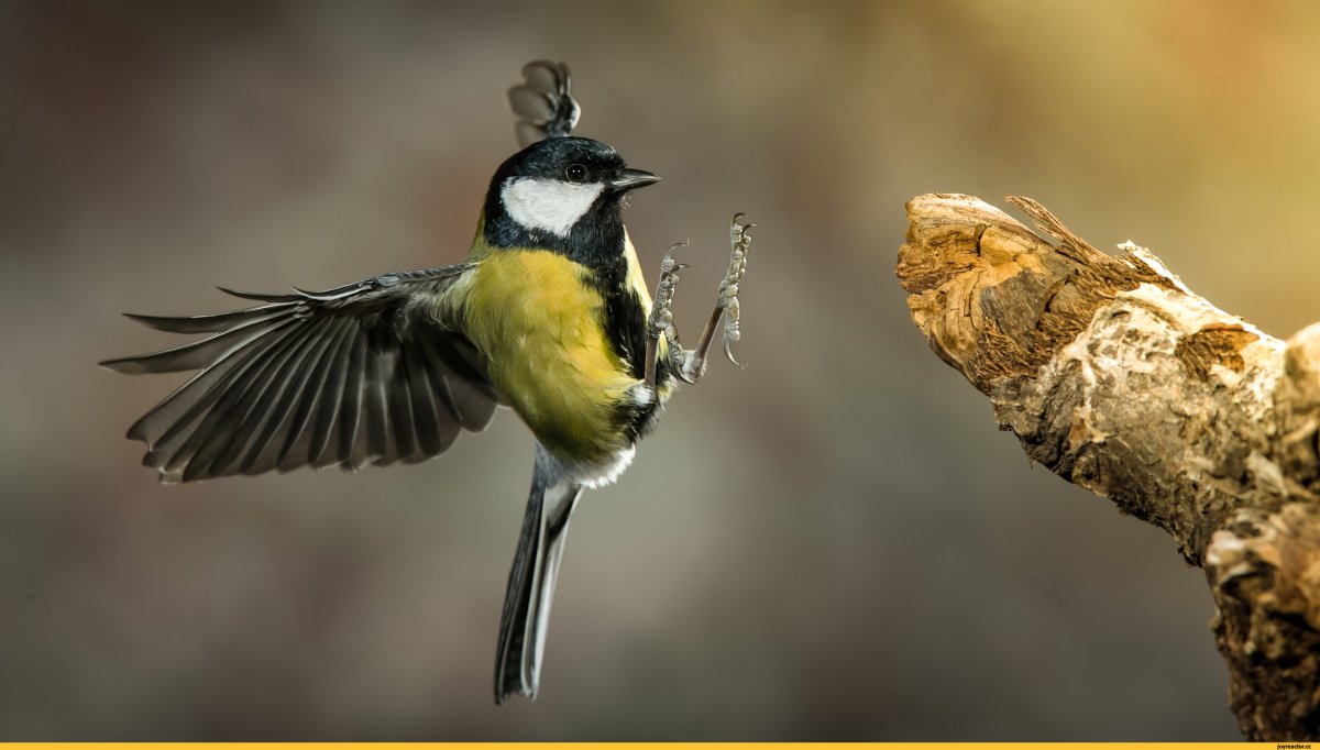 Забавные синицы