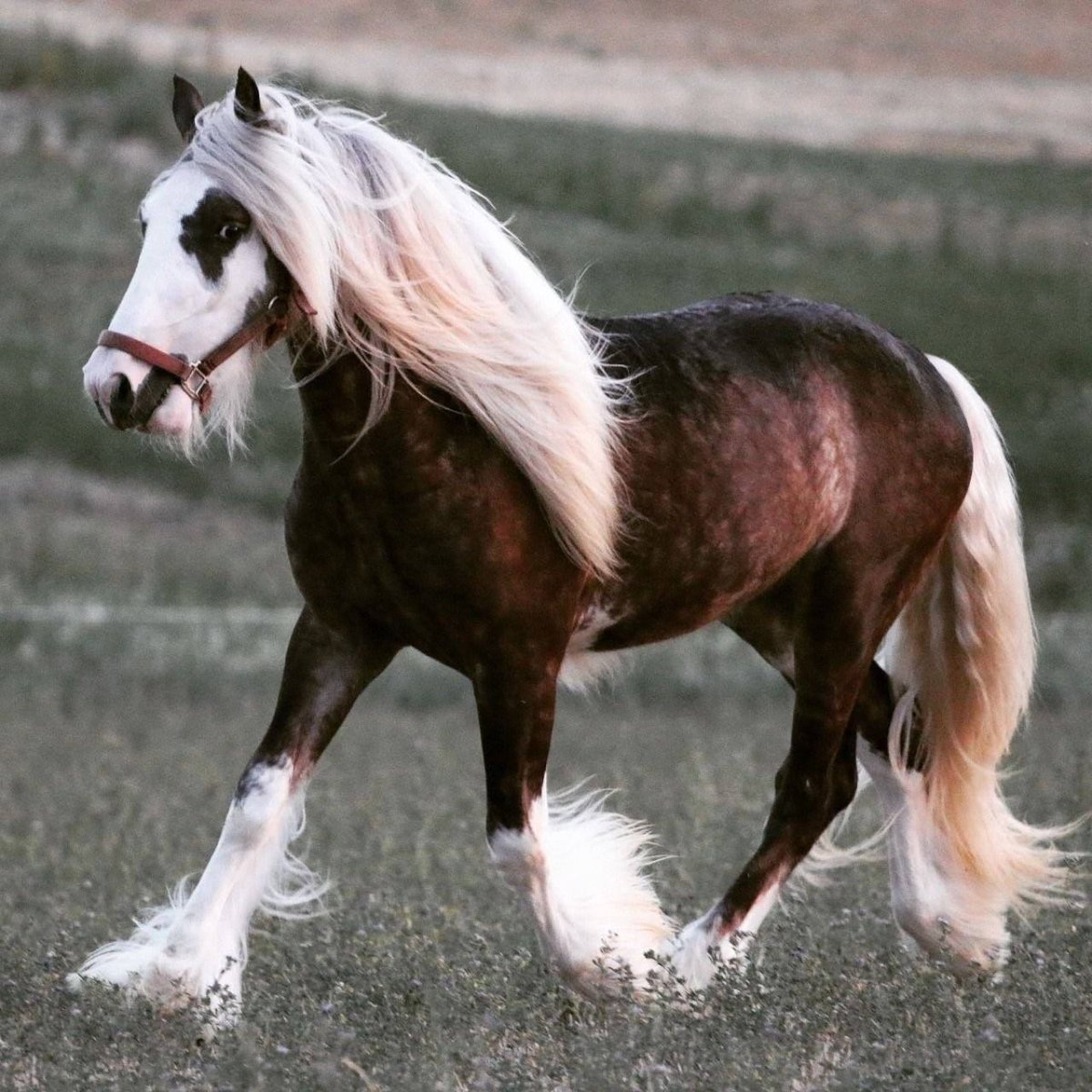 Игреневая масть лошади тяжеловоз