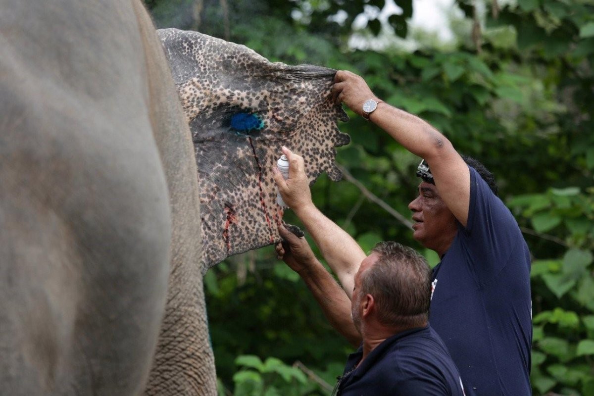 Люди на слонах в зоопарке