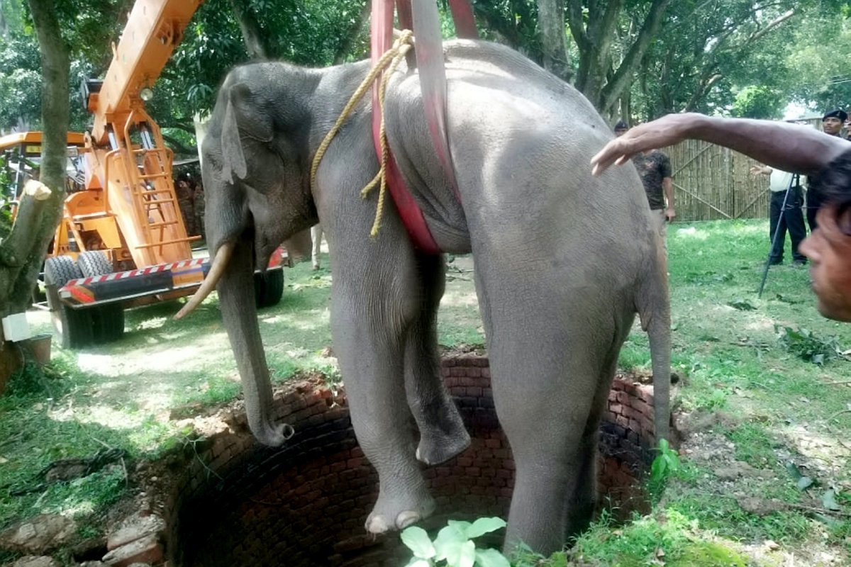 Худые слоны