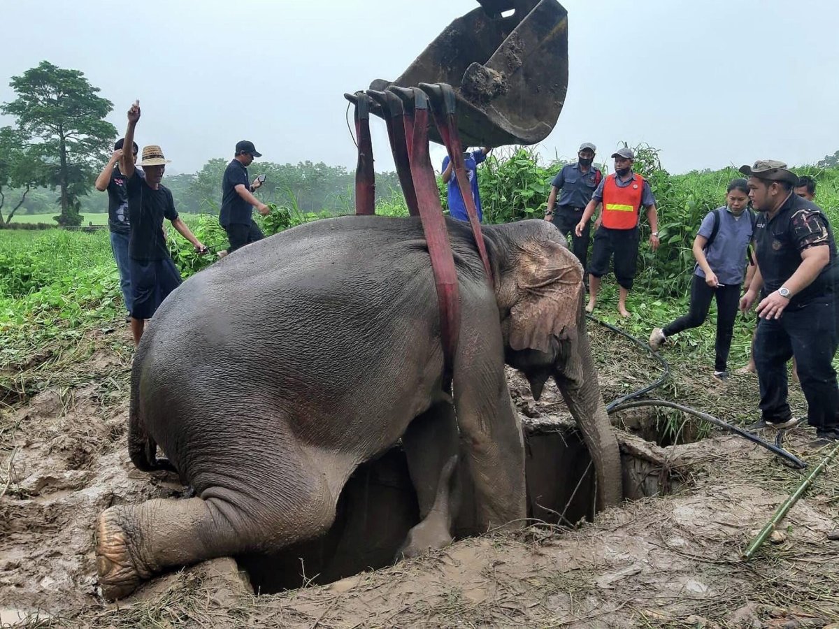 Большие существа