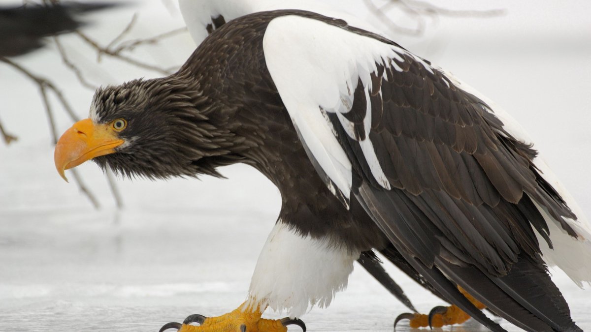 Хищные птицы Орлан белоплечий