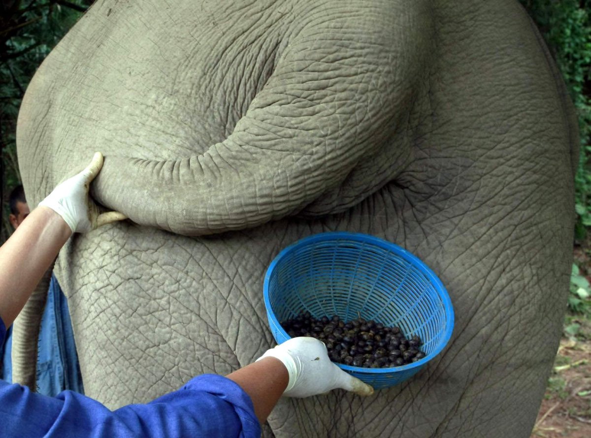 Кофе из экскрементов слона