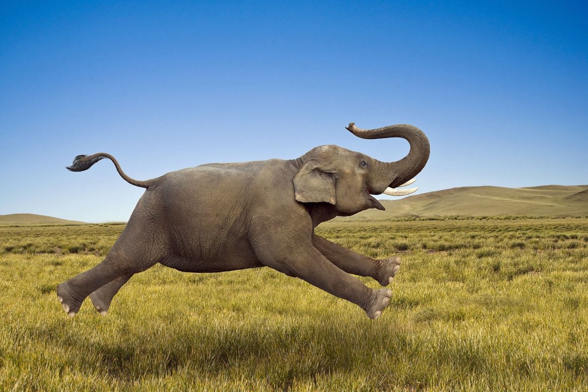 Слон бежит