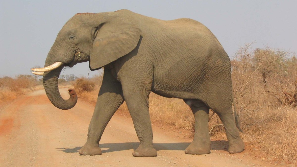 Слон несет львенка на водопой