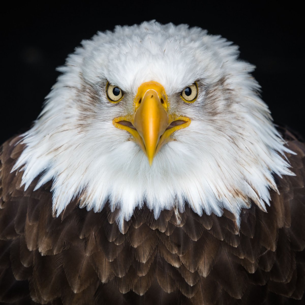 Белоголовый Орел