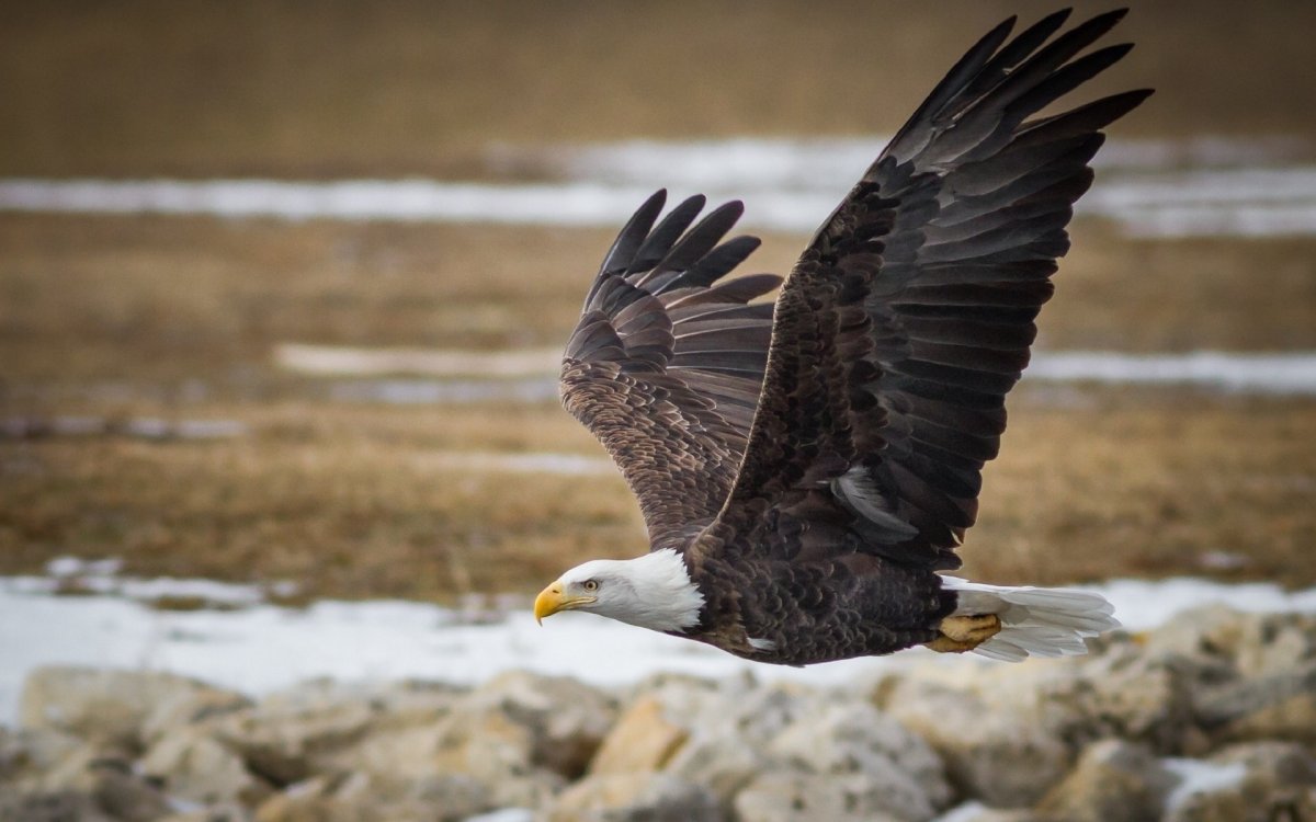 Белокрылый Орлан