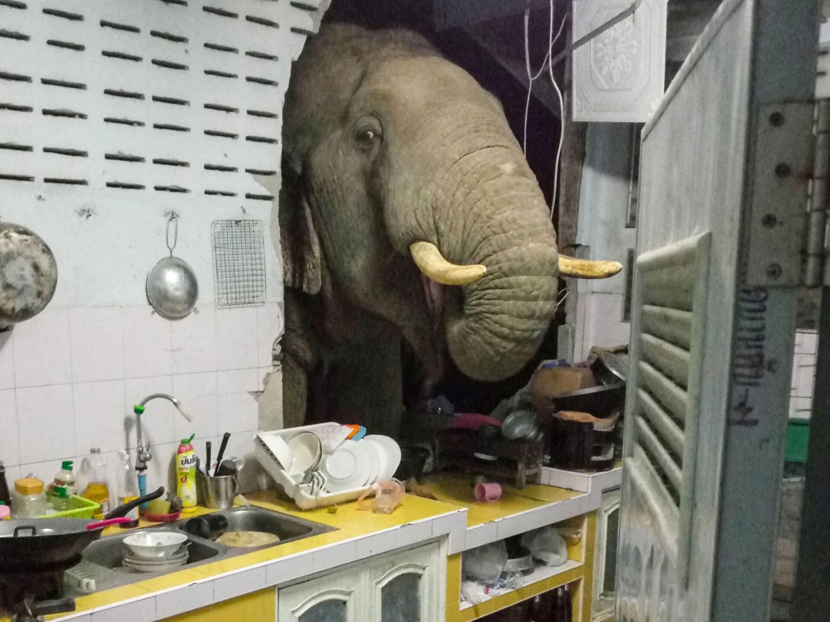 Слон дома