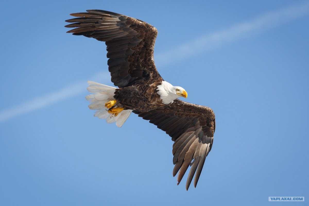 Орлан-белохвост белоголовый