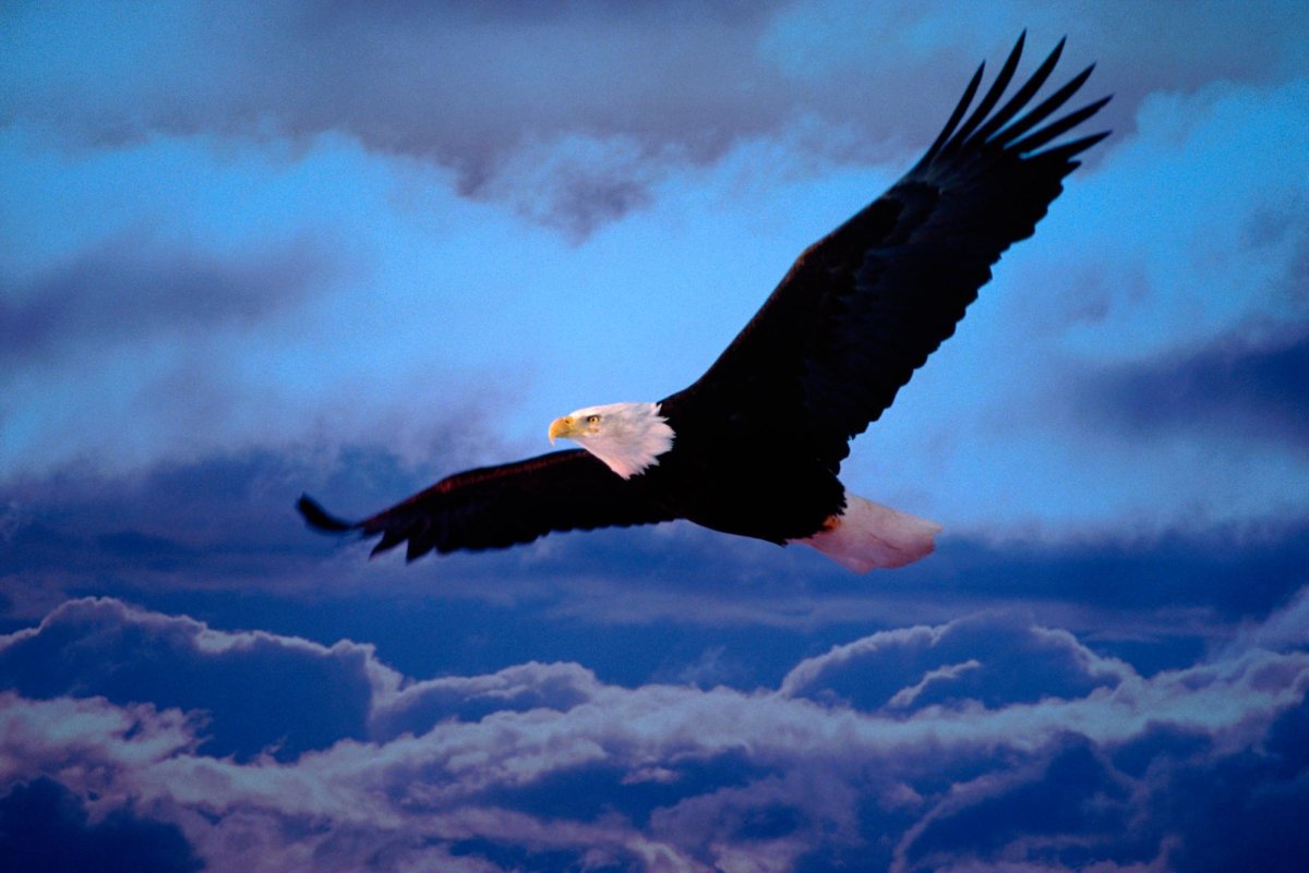 Белоголовый Орлан в полете