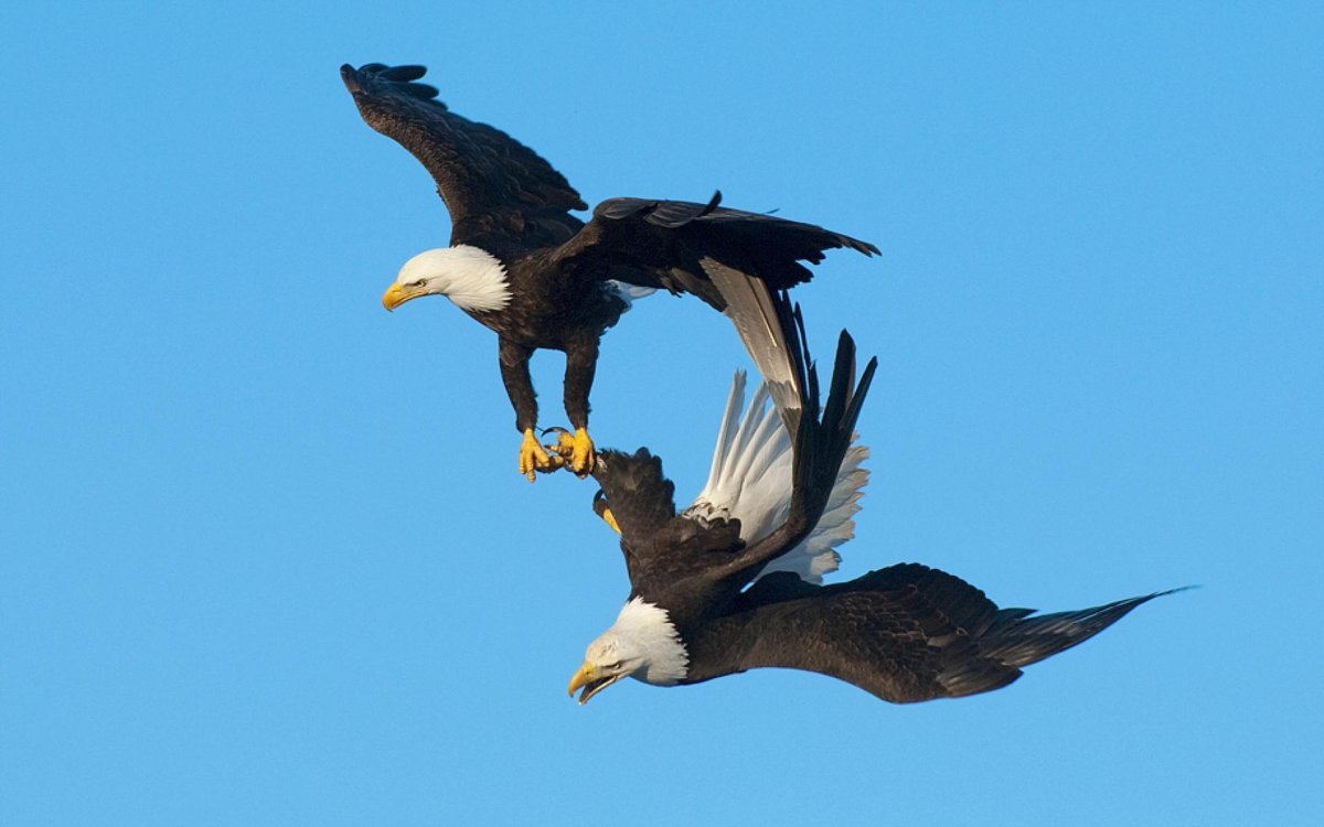 Орел Орлик орлица дерево