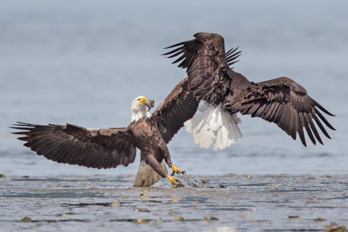 Белоголовый Орлан хищная птица