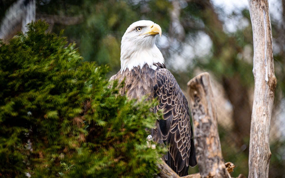 Хищные птицы Японии