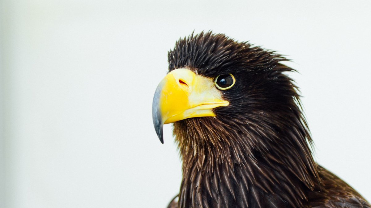 Клюв орла в 40 лет